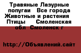 Травяные Лазурные попугаи - Все города Животные и растения » Птицы   . Смоленская обл.,Смоленск г.